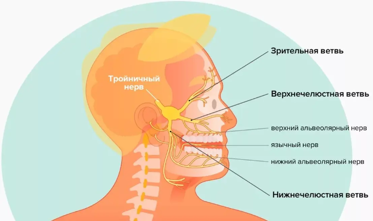Схематичное строение тройничного нерва
